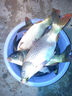 OEMG日夜兩用浮漂咬鉤變色夜光漂加粗醒目電子漂高靈敏夜釣鯽魚鯉魚漂 黑色(通殺)GM-B04【吃鉛2.7g】 【咬鉤變色】1支(配1粒電池) 曬單實拍圖