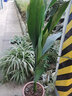 雅卉四季長(cháng)青室內客廳觀(guān)葉植物綠植盆景一葉蘭室內綠葉花卉盆栽 10棵苗 不含盆 曬單實(shí)拍圖