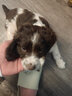 旺狗財(cái)貓史賓格犬史賓格幼犬活體史賓格犬活體 寵物級(jí) C 公 曬單實(shí)拍圖