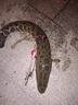 釣嗨尼鈴鐺釣魚海桿防掉海竿鈴鐺拋竿魚竿夜釣響鈴鐺燈夜光電子漁具用品 帶燈鈴鐺（5個(gè)） 曬單實(shí)拍圖