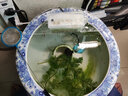 合思美圓形陶瓷魚(yú)缸專(zhuān)用過(guò)濾器吸便增氧濾盒 金魚(yú)缸魚(yú)盆上置式過(guò)濾器帶抽水泵 循環(huán)水滴流濾盒凈水設備 小號 透明盒（適合圓缸口徑30-42cm內用） 曬單實(shí)拍圖