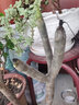 雞蛋花樹(shù)  花卉盆栽 緬梔子 雞蛋花樹(shù)苗 蛋黃花樹(shù)雞蛋花苗盆栽 蛋黃色雞蛋花z5 黃色2分枝60-70厘米高 不含盆 曬單實(shí)拍圖