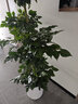 臨雅幸福樹(shù)客廳盆栽大型綠植室內辦公室四季好養植物吸甲醛源頭直發(fā) 曬單實(shí)拍圖