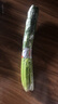 密農人家 農家新鮮茴香 現割小茴香 餃子餡 新鮮蔬菜 鮮嫩茴香苗 500g 曬單實(shí)拍圖