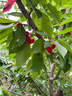 白掌紅掌盆栽辦公桌面室內(nèi)水培養(yǎng)綠植紅掌美酒四季開花卉盆栽不斷花苞 大白掌+仙人掌黑白吸水盆 帶盆栽好 曬單實(shí)拍圖