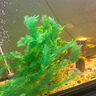 異景園魚缸水族箱裝飾仿真水草水族造景套餐假水草裝飾塑料高款大水草綠 CH67大香草【特大】 曬單實(shí)拍圖