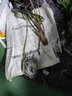 沃繡 水培植物綠植室內水養花卉盆栽銅錢(qián)草 小仙女1棵 不含盆 曬單實(shí)拍圖