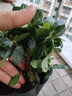 昊蘭諾四季開花映山紅杜鵑花苗盆栽室內(nèi)庭院植物杜娟花樹狀盆帶花苞發(fā)貨 紅花【3年苗】 不含盆 曬單實(shí)拍圖