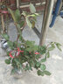 灌木月季花苗 中苗大花月季陽(yáng)臺盆栽花卉庭院花園地栽植物 天方夜譚 原土發(fā)貨 曬單實(shí)拍圖
