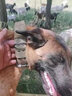 DidogPet狗項圈大型犬狗脖圈中型犬訓練戶(hù)外猛犬寵物項圈彈力繩狗繩牽引繩 黑色項圈 XL-建議體重65-100斤 曬單實(shí)拍圖