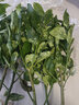 芃畔云南香櫞樹(shù)苗香櫞苗耐寒易成活盆栽庭院陽(yáng)臺四季常綠水果盆栽地栽 4年苗()大面積種植 曬單實(shí)拍圖