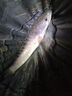 鴨飼料羅非顆粒釣魚窩料釣黑坑滑口羅飛魚餌打窩餌料老G鴨料伴侶 腥香鴨飼料顆粒1.8斤 曬單實(shí)拍圖