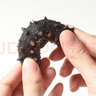 源外園大連特產(chǎn)淡干海參鮑魚(yú)禮盒海產(chǎn)禮盒送父母送禮佳品 國標特級淡干海參（實(shí)木禮盒） 曬單實(shí)拍圖