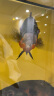 吉品鸿南极磷虾鱼粮170克 龙鱼 乌龟 鹦鹉鱼 银龙鱼 高蛋白 观赏鱼饲料 实拍图