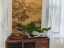 RWTW創(chuàng)意仿真迎客松盆景擺件 禪意客廳中式玄關(guān)酒店景觀造景軟裝 青松迎客特大號(hào)(美松款) 曬單實(shí)拍圖