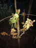 葉之靜 嫁接蘋(píng)果苗 冰糖心蘋(píng)果樹(shù)苗庭院種植盆栽蘋(píng)果苗當年結果 八年苗【留言備注品種】 70cm(含)-89cm(含) 曬單實(shí)拍圖