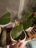 春羽綠植物盆栽衛生間浴室植物客廳喜培盆景花卉z5 一盆春羽(3棵)原盆 含盆 曬單實(shí)拍圖