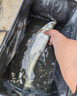 小鳳仙鳳誘路滑餌料遠投專(zhuān)用鯽鯉魚(yú)拉餌磯竿滑漂拋餌路亞釣魚(yú)餌料腥香味 路滑餌料150g/1瓶裝 【狂甩不掉餌】 曬單實(shí)拍圖