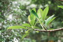 LOMOGRAPHYLomogarphy Nour Triplet V 2.0/64 Bokeh Control 諾爾柔焦無反藝術(shù)鏡頭 黑鋁版 索尼 E卡口 曬單實(shí)拍圖