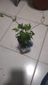 瑰瑋鐵線(xiàn)蓮苗盆栽爬藤植物陽(yáng)臺庭院大花重瓣魔法噴泉包對版帶盆發(fā)貨 愛(ài)炫 小苗含盆 曬單實(shí)拍圖
