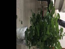 綠有意幸福樹客廳大盆栽室內大型綠植辦公室吸甲醛新家喬遷好養(yǎng)綠寶植物 棒棒糖幸福樹30-50cm(原土盆) 含盆 曬單實拍圖