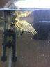 御聚源深水龜魚(yú)缸混養小烏龜活物稀有黃頭龜小寵物吃糞龜清潔龜家養寵物 5-6厘米 公母一對 曬單實(shí)拍圖