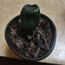 君子蘭一葉苗精品麻臉珍珠王寬葉短葉圓頭和尚名貴高端精品 黑珍珠1葉苗 原盆原土發(fā)貨 曬單實(shí)拍圖