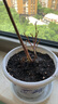 藍莓苗 盆栽地栽藍莓樹(shù)苗藍莓樹(shù)果苗當年結果南方種植藍莓苗北方地栽果樹(shù)樹(shù)苖 2年苗【拍下品種備注】 帶原土發(fā)貨 曬單實(shí)拍圖