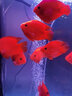 活體寵物血紅鸚鵡魚(yú)淡水中大型熱帶觀(guān)賞魚(yú)元寶發(fā)財魚(yú)鸚鵡魚(yú)活體魚(yú)紅財神魚(yú) 12-14cm精品紅元寶10條 曬單實(shí)拍圖