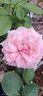 八目尚賞花大花月季花苗綠植嫁接四季好養(yǎng)歐月庭院陽(yáng)臺(tái)盆栽花卉好養(yǎng)活 彩云 月季小苗 不含盆 曬單實(shí)拍圖