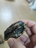 詩軒烏龜活體 中華草龜 蘇北金線草龜 小烏龜活體外塘長壽龜草龜苗 6-7厘米 一只【長壽】 曬單實拍圖