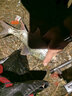 狼王磯竿碳素磯釣竿3號(hào)魚竿套裝手海兩用拋竿甩桿海桿海韻磯 2.4米【單竿】 曬單實(shí)拍圖