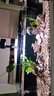 樂(lè )迪魚(yú)缸燈LED原生態(tài)溪流缸燈 樂(lè )迪爆藻金魚(yú)出苔NX扁燈三湖慈鯛全光譜 黑色50W 原生態(tài)燈 (旋鈕調光) 曬單實(shí)拍圖