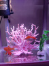 異景園 仿真珊瑚礁石魚缸造景假山貝殼假珊瑚魚缸裝飾水族箱海水缸擺件 粉色鐵樹 曬單實(shí)拍圖