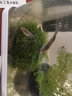 AIPHAROW魚(yú)缸中后景綠菊坨草活體淡水懶人造景蜈蚣草造景植物綠宮廷坨草 莫斯半球大號(定植好 入缸成景) 曬單實(shí)拍圖