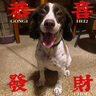 肥威費(fèi)史賓格狗糧專(zhuān)用幼犬成犬通用型天然糧史賓格獵犬狗糧40斤 牛肉味 史賓格成犬專(zhuān)用糧40斤裝 曬單實(shí)拍圖