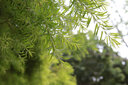 佳能（Canon） EOS 6D MarkII專業(yè)全畫幅單反相機6D2套機 佳能6d2拆單機+50 1.8鏡頭套裝【人像拍攝】 官方標配【不含內存卡，等必備配件建議選購套餐】 曬單實拍圖