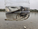 藍客三信七星漂EVA熒光浮子7+2款式帶墜傳統釣鯽魚(yú)漂谷麥逗釣浮漂套裝 流線(xiàn)形【7+2】1號 6袋 曬單實(shí)拍圖
