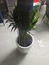 胡麗散尾葵盆栽大型綠植盆栽散尾葵鳳尾竹室內客廳辦公室花卉盆栽植物 散尾葵1.5米（白子彈瓷盆） 曬單實(shí)拍圖