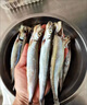 新鮮多春魚滿籽人吃多籽魚鮮活冷凍海鮮水產(chǎn)特大海魚燒烤食材商用 滿籽多春魚5斤裝 曬單實(shí)拍圖