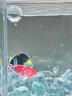 FKSC魚(yú)缸造景擺件冰藍(lán)水晶玻璃石斗魚(yú)缸裝飾觀(guān)賞石水族箱底部砂石免洗 【1斤】冰藍(lán)玻璃石(約3-5cm) 曬單實(shí)拍圖
