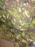 USMC英軍軍版M65戰術(shù)風(fēng)衣戶(hù)外SMOCK S95風(fēng)衣防風(fēng)保暖工裝大衣公發(fā)原品 170/88 森林迷彩風(fēng)衣 曬單實(shí)拍圖