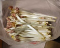文枝新鮮花生芽500g食用花生苗生鮮農家蔬菜芽苗長(cháng)壽芽燙火鍋現采現摘 500g 曬單實(shí)拍圖