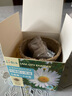 IAM City Farmer白晶菊 可降解盆栽環(huán)保 新手種植的植物好種易開(kāi)花種植盆栽10041 曬單實(shí)拍圖