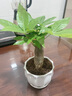 溫馨滿(mǎn)屋（V.S.M.V）發(fā)財樹(shù)盆栽植物室內花卉植物室內花綠植室內客廳招財樹(shù)好養小盆栽 3年生/粗桿發(fā)財樹(shù)+簡(jiǎn)約陶瓷盆 曬單實(shí)拍圖