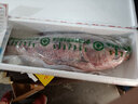 吉林松原胖頭魚(yú)【順豐冷鏈】六鮮釣海 鮮活速凍冬捕魚(yú) 特大超大花鰱東北松原新鮮春節送禮過(guò)年禮盒 7-8斤  1條 禮盒裝 曬單實(shí)拍圖