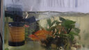 AIPHAROW金魚(yú)藻真水草活體魚(yú)缸裝飾套餐植物大水榕沉木水草淡水懶人水族箱 【雙頭】大水榕雙頭沉木 曬單實(shí)拍圖