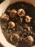 萌肉居除蟲菊花草種子50g 多年生芹菜花庭院盆栽驅(qū)蚊草除蟲花種子 曬單實(shí)拍圖
