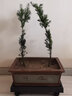 紅豆杉樹(shù)苗盆栽曼地亞紅豆杉樹(shù)苗客廳盆景綠植結果地栽 3年苗一公一母兩顆高25厘米左右 不含盆 曬單實(shí)拍圖