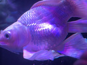 速倍妥魚缸清凈劑水質(zhì)穩(wěn)定劑專用漁場魚缸凈水劑水質(zhì)澄清劑 清潔劑 水質(zhì)必定清5000/ML 曬單實(shí)拍圖